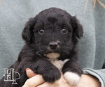 Puppy 9 Miniature Australian Shepherd-Poodle (Standard) Mix