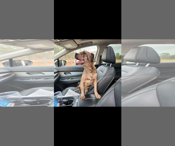 Medium Photo #2 French Bulldog-Unknown Mix Puppy For Sale in Brooksville, FL, USA