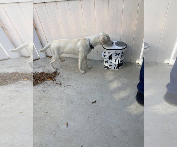 Medium Photo #6 Labrador Retriever-Unknown Mix Puppy For Sale in San Diego, CA, USA