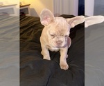 Small #22 French Bulldog