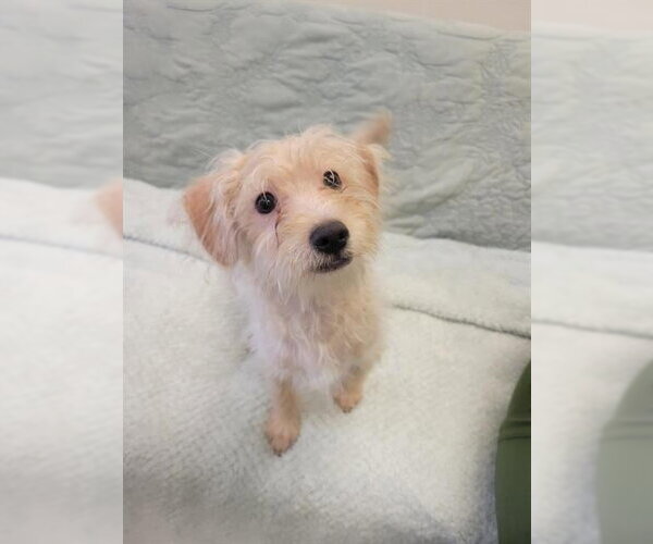 Medium Photo #1 Miniature Schnauzer-Poodle (Miniature) Mix Puppy For Sale in Fort Wayne, IN, USA