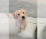 Small Miniature Schnauzer-Poodle (Miniature) Mix