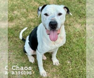 American Pit Bull Terrier-Unknown Mix Dogs for adoption in Conroe, TX, USA