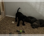Small Photo #8 Cane Corso Puppy For Sale in RENO, NV, USA