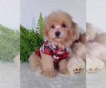 Small #2 Bichpoo