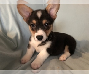 Medium Pembroke Welsh Corgi