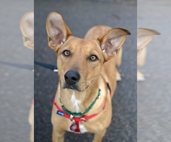 Medium Photo #5 Mutt Puppy For Sale in Wakefield, RI, USA