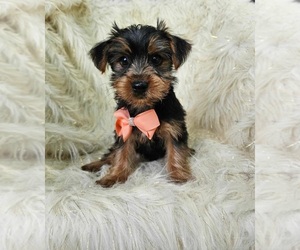 Yorkshire Terrier Puppy for sale in INDIANAPOLIS, IN, USA