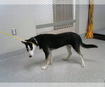 A187828 - Male Siberian Husky-Unknown Mix Dog for Adoption - Small photo