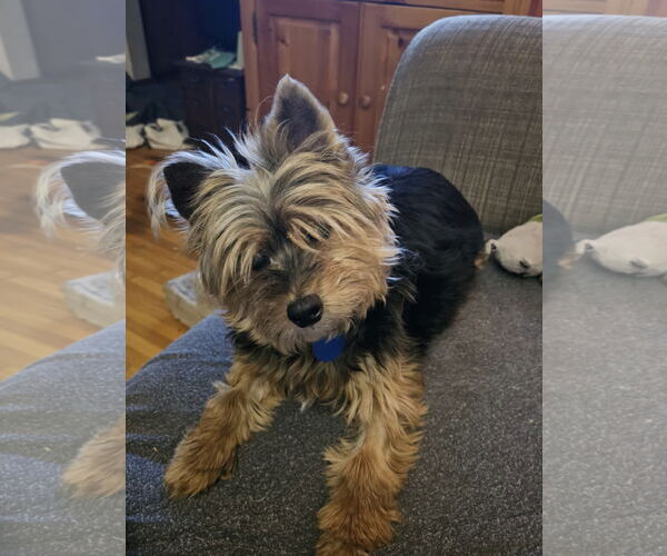 Medium Photo #2 Mutt Puppy For Sale in St. Louis Park, MN, USA