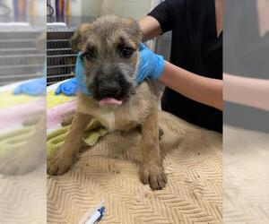 Mutt Dogs for adoption in Riverside, CA, USA