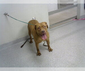 Staffordshire Bull Terrier Dogs for adoption in Pasadena, TX, USA