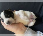 Small #1 Miniature Pinscher