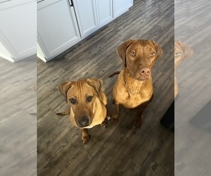 Rhodesian Ridgeback Puppy for sale in SAN ANGELO, TX, USA