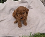 Small Photo #50 Irish Doodle Puppy For Sale in GOSHEN, IN, USA