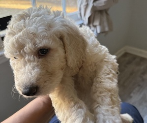 Goldendoodle Puppy for sale in FAYETTEVILLE, GA, USA