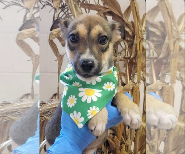 Medium Photo #2 German Shepherd Dog-Unknown Mix Puppy For Sale in SHERBURNE, NY, USA