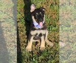 Small Photo #2 German Shepherd Dog Puppy For Sale in FAIR GROVE, MO, USA