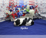 Small #1 Cavapoo