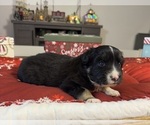 Small Photo #23 Australian Shepherd Puppy For Sale in SALISBURY, NC, USA