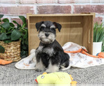 Small #4 Schnauzer (Miniature)