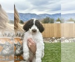 Puppy 4 Poodle (Standard)