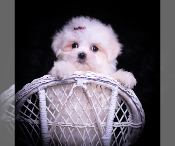 Medium Photo #6 Maltese Puppy For Sale in WARSAW, IN, USA