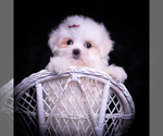 Small #5 Maltese