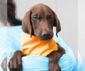 Labrador Retriever-Unknown Mix Dogs for adoption in San Antonio, TX, USA