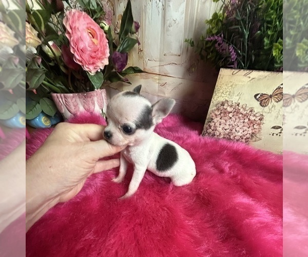 Medium Photo #2 Chihuahua Puppy For Sale in TRACY, CA, USA