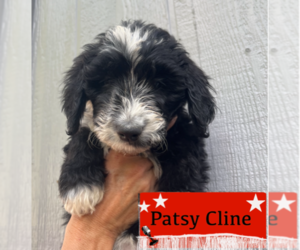 Bernedoodle-Poodle (Miniature) Mix Puppy for sale in GOLDEN, CO, USA