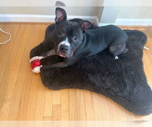 *FRED - Male American Pit Bull Terrier Dog for Adoption - Photo #3