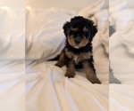 Small Photo #39 Miniature Bernedoodle Puppy For Sale in AUBURNDALE, FL, USA