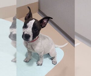 American Pit Bull Terrier Dogs for adoption in Walnutport, PA, USA