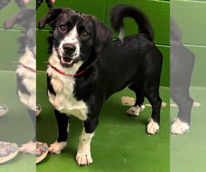 Mutt Dogs for adoption in Rustburg, VA, USA