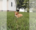 Puppy Daisy Pembroke Welsh Corgi