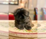 Small Photo #6 Shih Tzu Puppy For Sale in SUGAR HILL, GA, USA