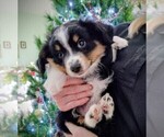 Puppy Blaze Miniature Australian Shepherd