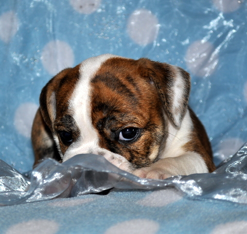 Medium Photo #4 Bulldog Puppy For Sale in ROYSE CITY, TX, USA