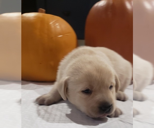 Medium Photo #25 Labrador Retriever Puppy For Sale in OLYMPIA, WA, USA