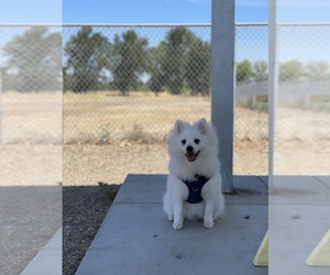 Pomeranian Puppy for sale in VACAVILLE, CA, USA