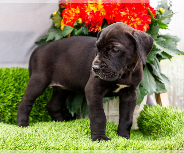 Medium Photo #7 Great Dane Puppy For Sale in WAKARUSA, IN, USA