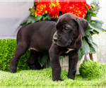 Small #6 Great Dane