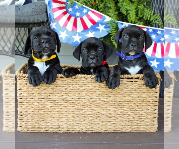 Medium Photo #3 Cane Corso Puppy For Sale in GAP, PA, USA
