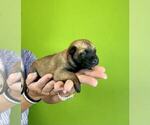 Small Photo #40 Belgian Malinois Puppy For Sale in S CHARLESTON, WV, USA