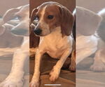 Small #2 Beagle