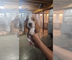 Puppy Dandelion Basset Hound