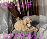 Small #23 Poodle (Toy)