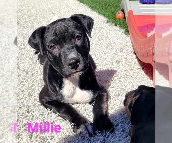 Medium Photo #5 Border Collie-Unknown Mix Puppy For Sale in Des Moines, IA, USA