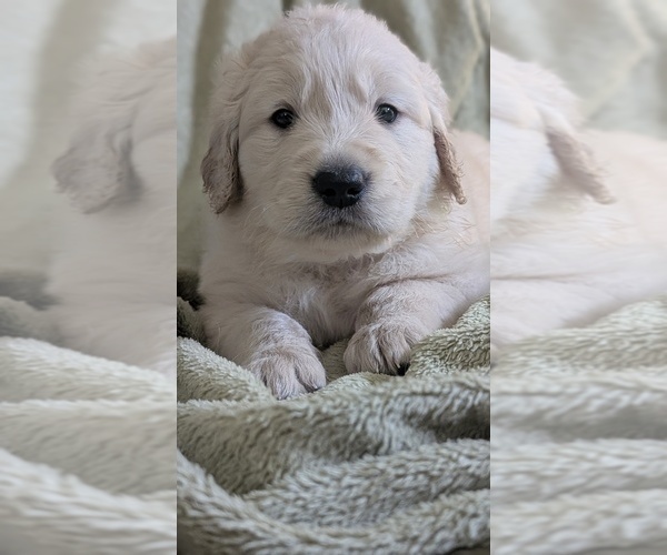 Medium Photo #3 Golden Retriever Puppy For Sale in MODESTO, CA, USA